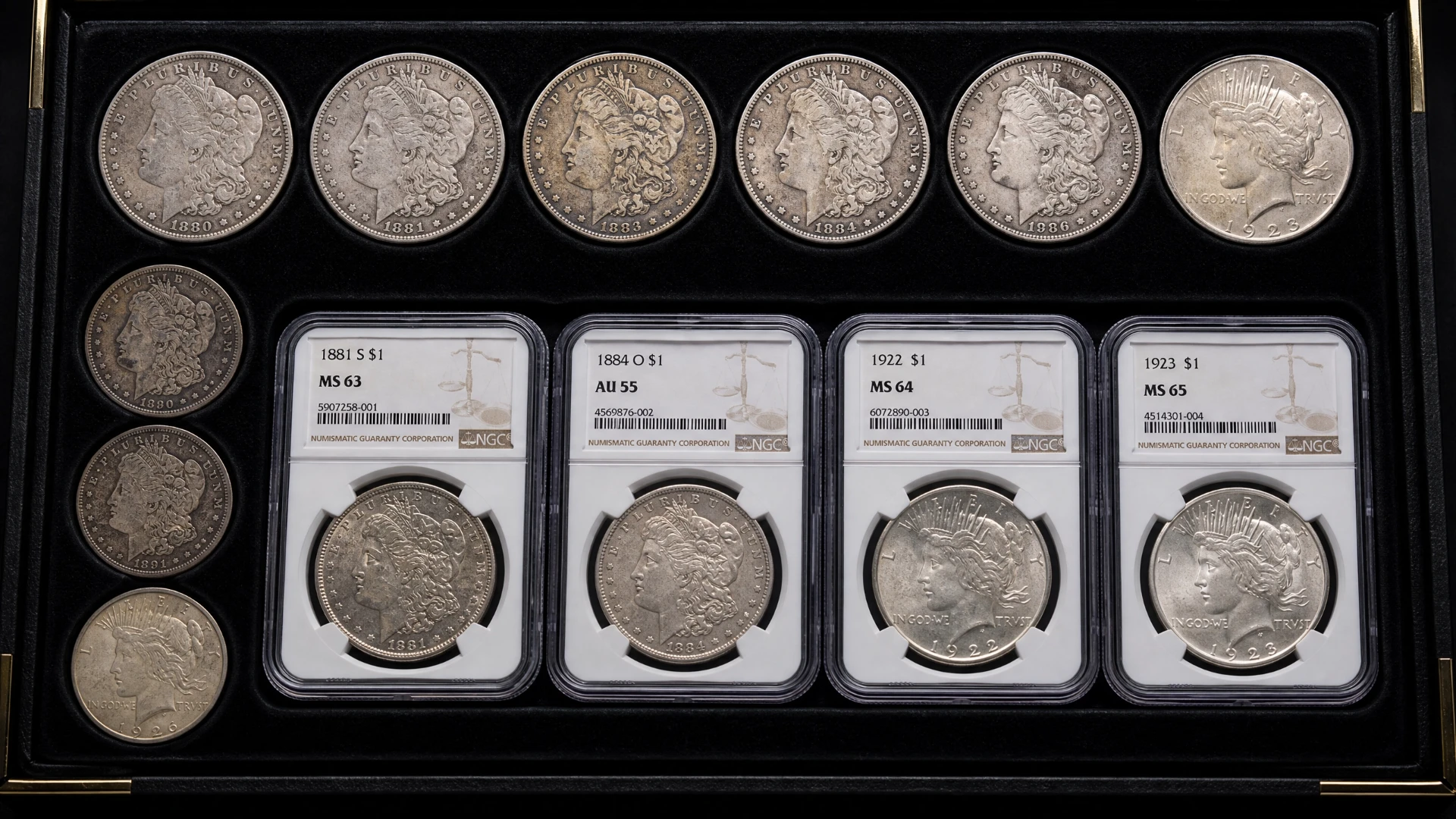 A collector's display tray showing Morgan and Peace silver dollars in various grades, including certified NGC slab holders with grade labels from MS 63 to MS 65